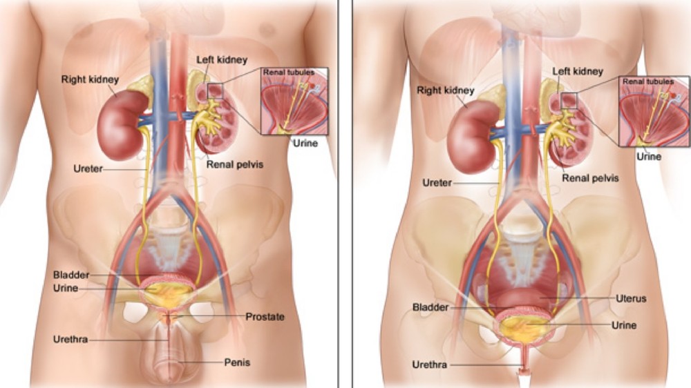 腎癌(腎細胞癌) 1 腎癌(腎細胞癌)